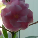 oleander1